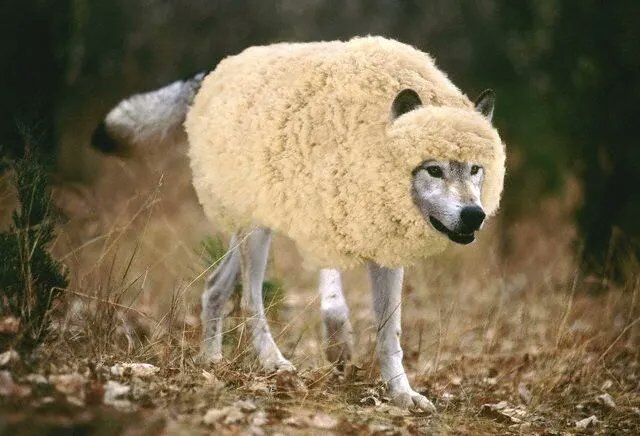 Illustration of a wolf dressed in sheep's clothing, representing crypto projects that pretend to hold Bitcoin's original values